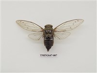 藏品(可禮大蟬)的圖片